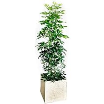 Amazon｜シェフレラ 青 ホンコンカポック 10号 キューブ型